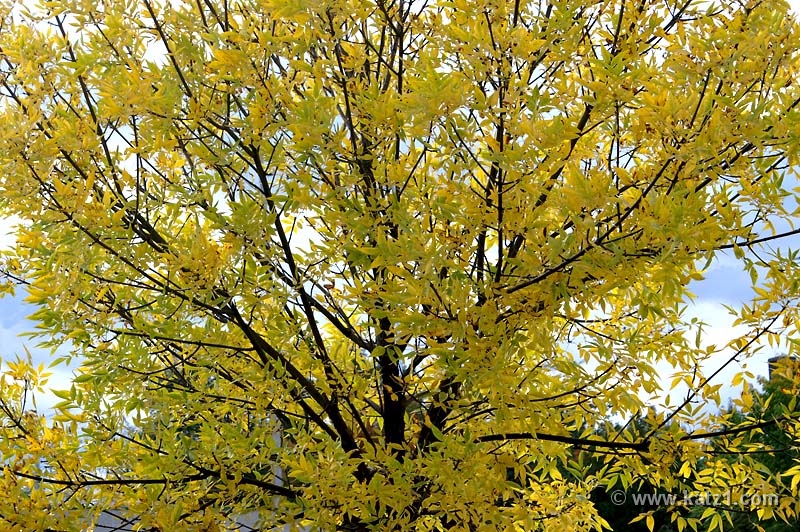 Fall '05 - 4
